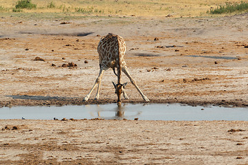 Image showing Giraffa camelopardalis drinking in national park, Hwankee