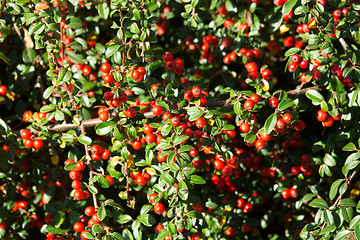 Image showing autumn background with red gaultheria