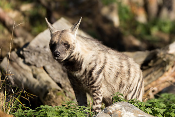 Image showing Striped hyena (Hyaena hyaena)