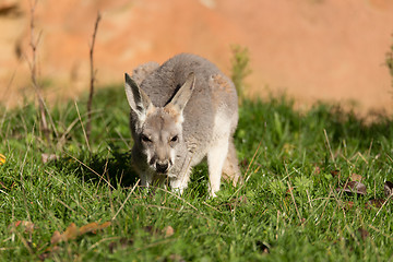 Image showing red kangaroo