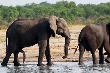 Image showing herd of African elephants drinking at a muddy waterhole