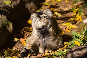 Image showing beautiful wild cat, Pallas\'s cat, Otocolobus manul