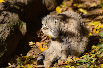 Image showing beautiful wild cat, Pallas\'s cat, Otocolobus manul