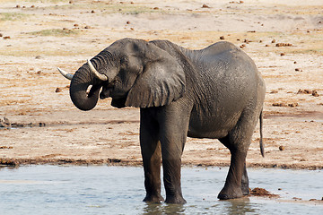 Image showing African elephants drinking at a muddy waterhole