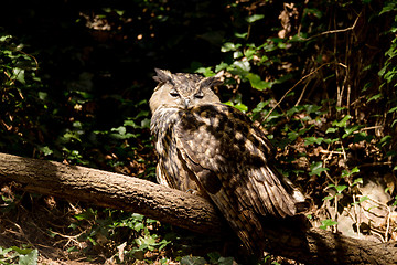 Image showing urasian Eagle-owl sitting on the tree