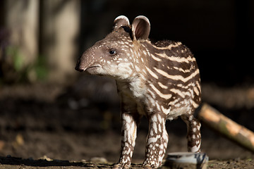 Image showing baby of the endangered South American tapir
