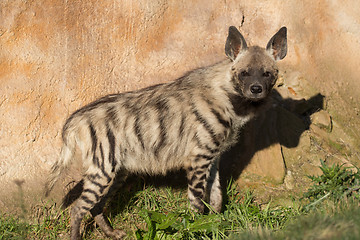 Image showing Striped hyena (Hyaena hyaena)