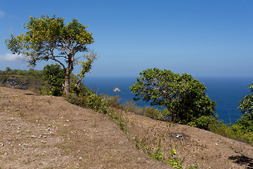 Image showing tree at Bali Manta Point Diving place at Nusa Penida island