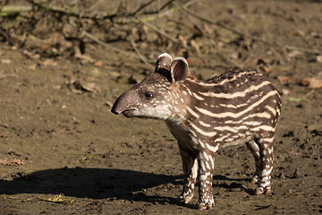 Image showing baby of the endangered South American tapir