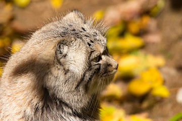 Image showing beautiful wild cat, Pallas\'s cat, Otocolobus manul