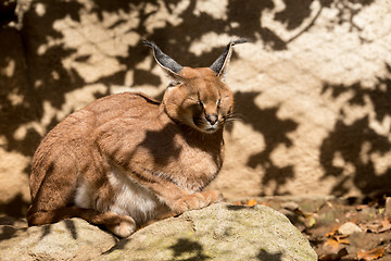 Image showing caracal (karakal) family in nature