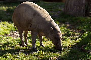 Image showing North Sulawesi babirusa