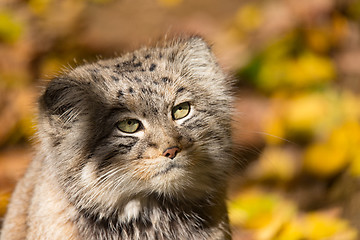 Image showing beautiful wild cat, Pallas\'s cat, Otocolobus manul