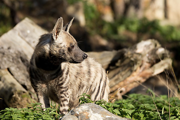 Image showing Striped hyena (Hyaena hyaena)