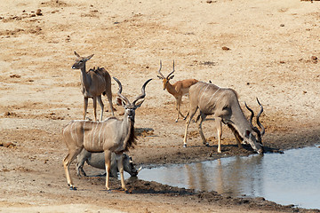 Image showing kudu Antelope drinking at a muddy waterhole