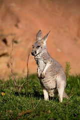 Image showing red kangaroo baby