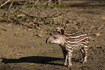 Image showing baby of the endangered South American tapir