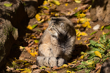 Image showing beautiful wild cat, Pallas\'s cat, Otocolobus manul