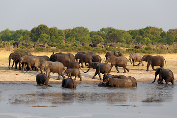 Image showing herd of African elephants drinking at a muddy waterhole