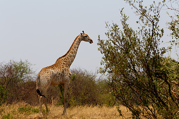 Image showing Giraffa camelopardalis in national park, Hwankee
