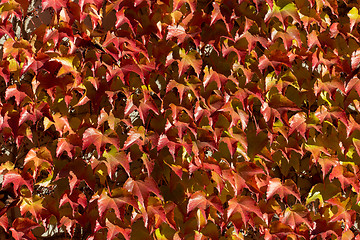 Image showing Autumn background