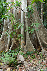Image showing massive tree is buttressed by roots Tangkoko Park