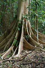 Image showing massive tree is buttressed by roots Tangkoko Park