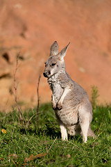 Image showing red kangaroo