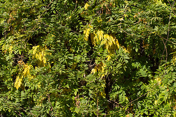 Image showing Autumn background