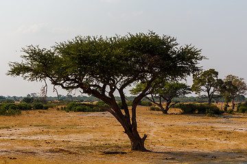 Image showing Large Acacia tree in the open savanna plains Africa