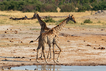 Image showing Giraffa camelopardalis drinking in national park, Hwankee