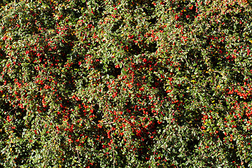 Image showing autumn background with red gaultheria