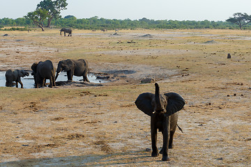 Image showing herd of African elephants drinking at a muddy waterhole