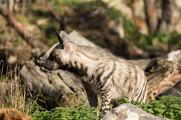 Image showing Striped hyena (Hyaena hyaena)