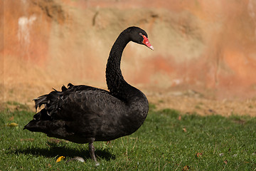 Image showing black swan walking on grass