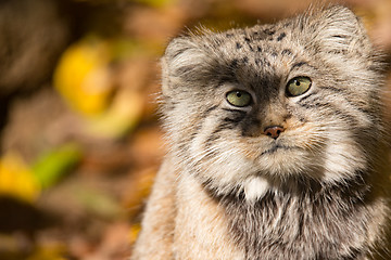 Image showing beautiful wild cat, Pallas\'s cat, Otocolobus manul