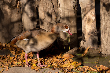 Image showing Egyptian Goose