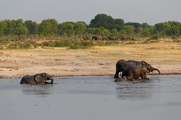 Image showing herd of African elephants drinking at a muddy waterhole