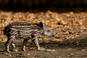 Image showing baby of the endangered South American tapir