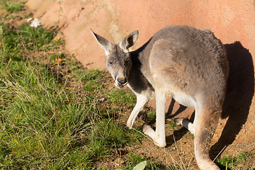 Image showing red kangaroo