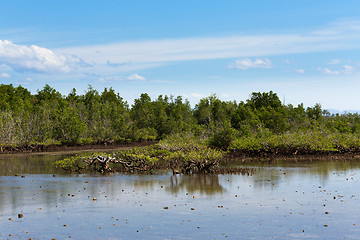 Image showing mangrove tree North Sulawesi, Indonesia