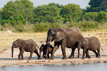 Image showing African elephants drinking at a muddy waterhole