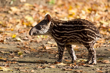 Image showing baby of the endangered South American tapir