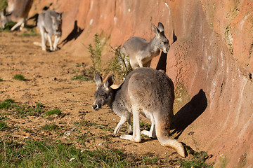 Image showing red kangaroo