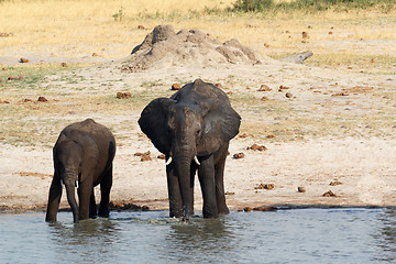 Image showing African elephants drinking at a muddy waterhole