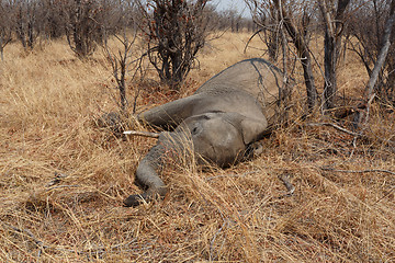 Image showing Small dead elephant in national park hwankee, Botswana