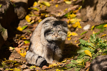 Image showing beautiful wild cat, Pallas\'s cat, Otocolobus manul