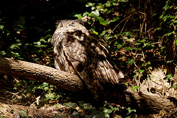 Image showing urasian Eagle-owl sitting on the tree