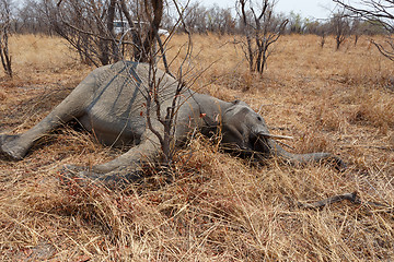 Image showing Small dead elephant in national park hwankee, Botswana