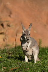 Image showing red kangaroo